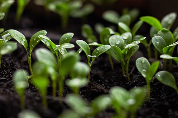 Seedlings growing in fertile soil.