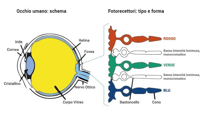 Schema-occhio-metamerismo-cromatico